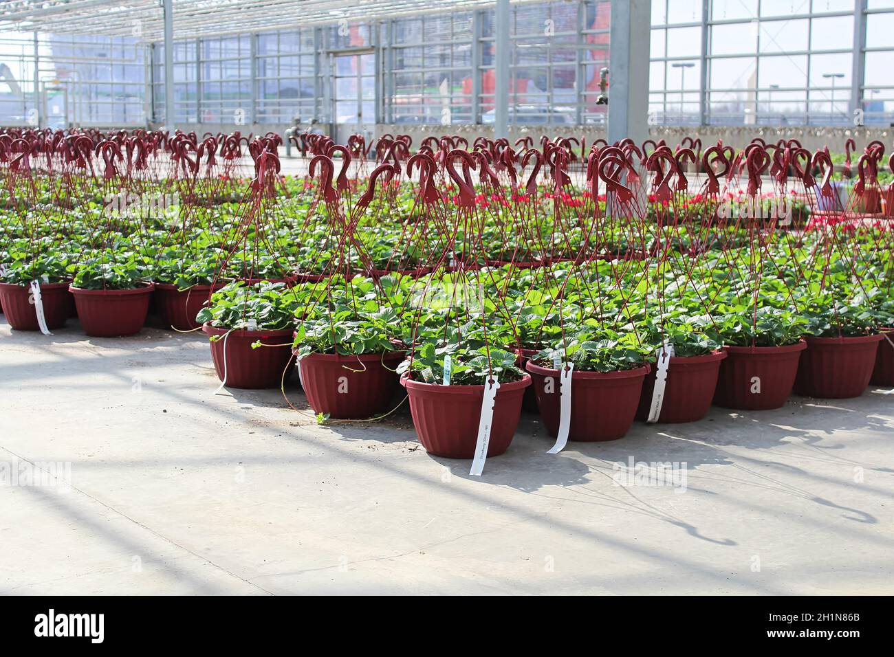 Rows of strawberry plants growing in hanging baskets in a greenhouse