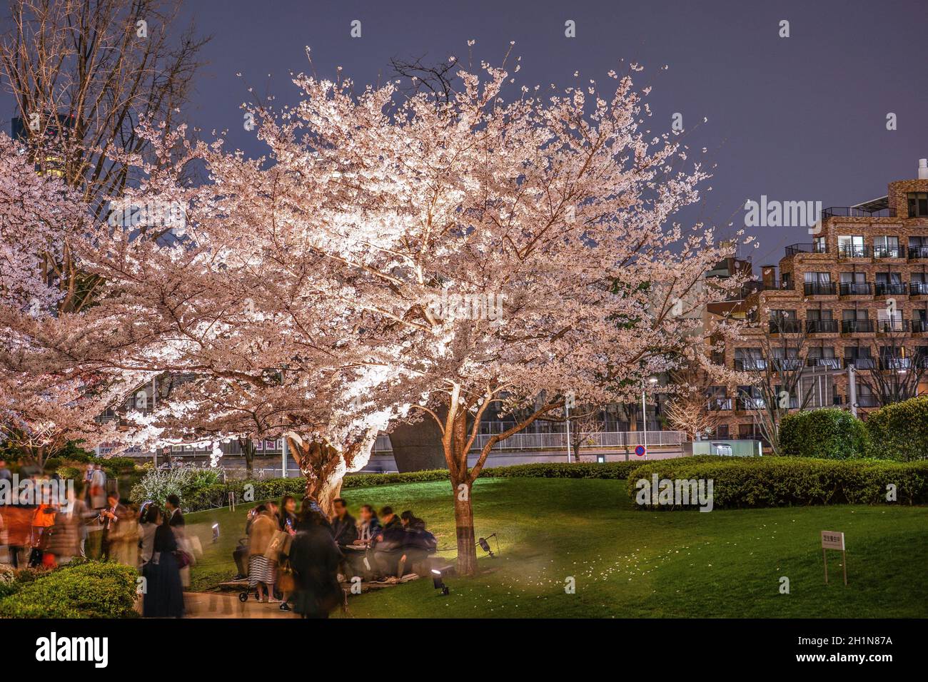 Mohri Garden of going to see cherry blossoms at night. Shooting Location: Tokyo metropolitan area Stock Photo