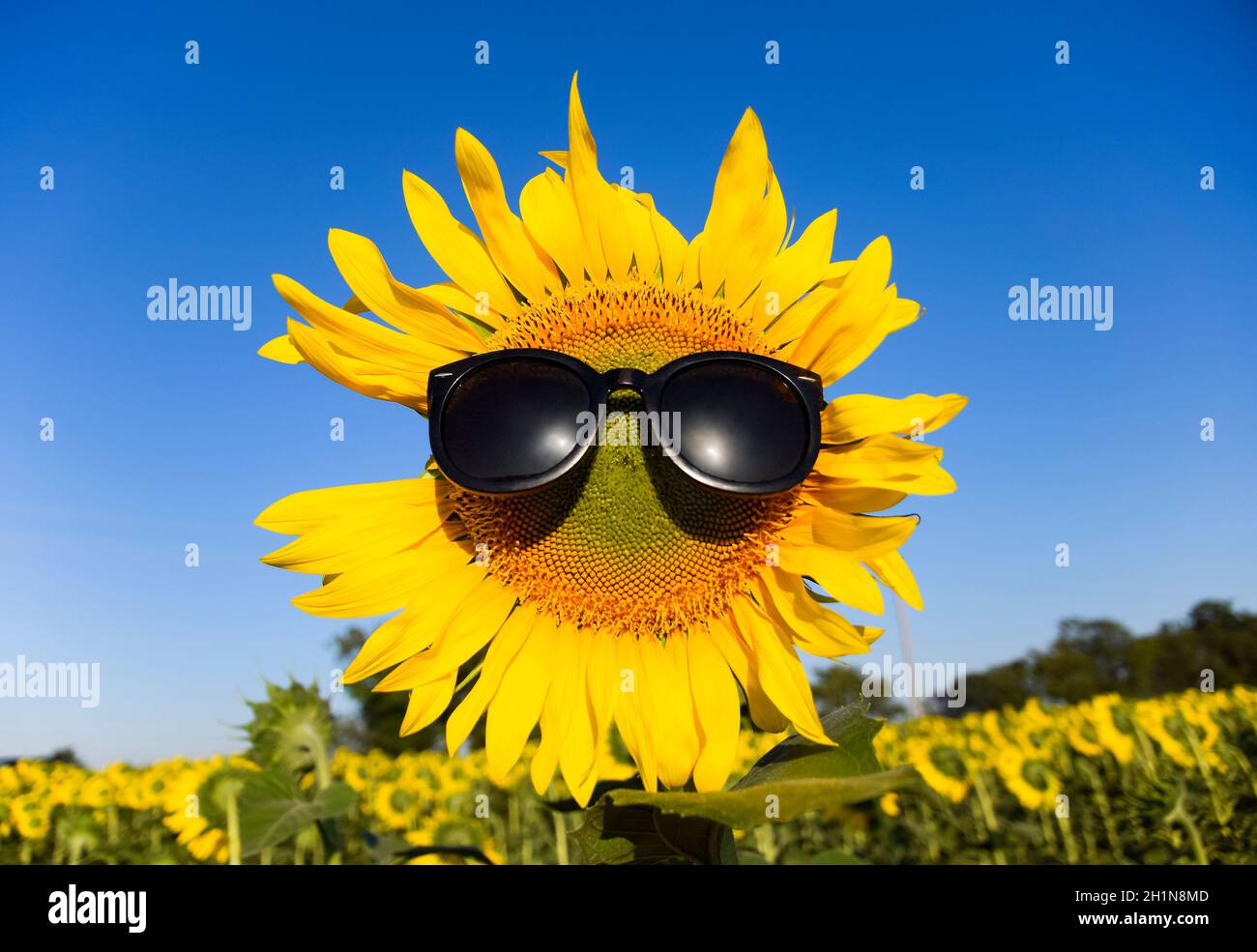 Sunflower in sunglasses. Sunglasses on a yellow flower of sunflower Stock Photo