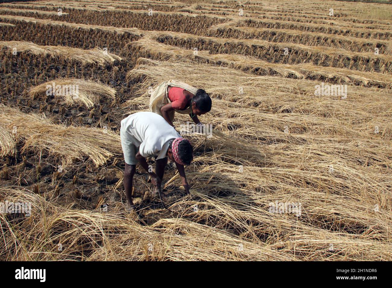 Farmer havesting rice on rice field in Baidyapur, West Bengal, India Stock Photo