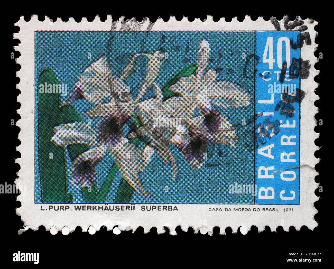 Stamp printed by Brazil shows Brazilian Orchids, Cattleya purpurata var. werkhauserii, circa 1971. Stock Photo