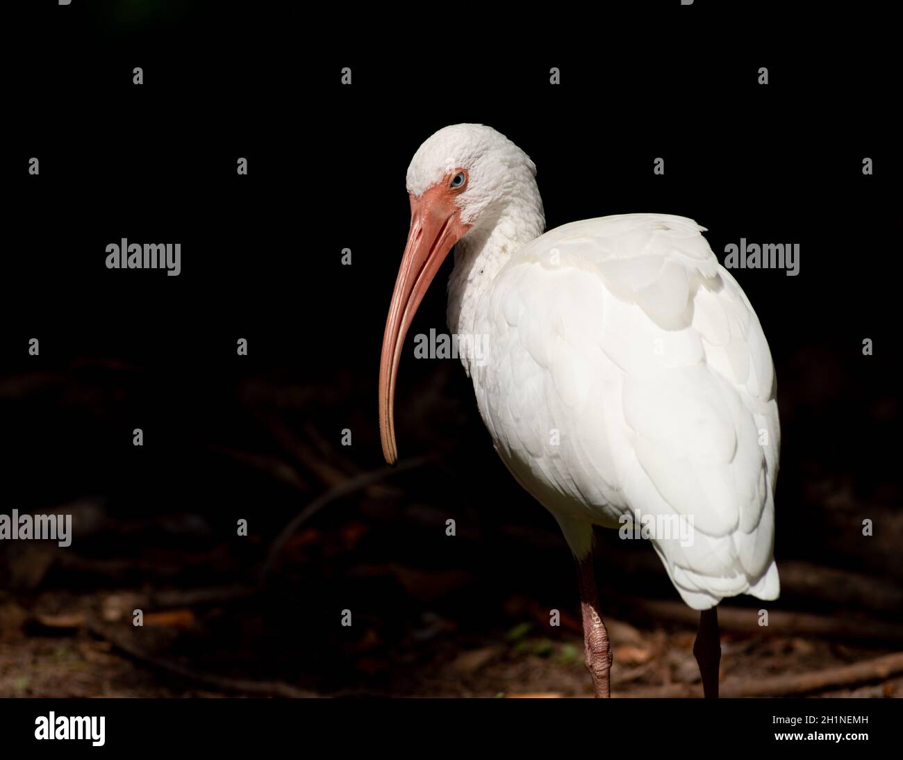 Very common in South Florida, White Ibises form large flocks often found in wetlands, saltmarshes, and local ponds throughout Southeast USA. Stock Photo