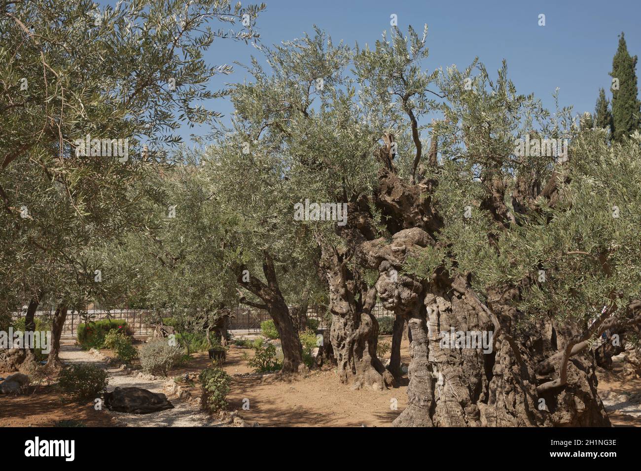Old olive trees in the garden of Gethsemane next to the Church of All Nations. Famous historic place in Jerusalem, Israel. Stock Photo