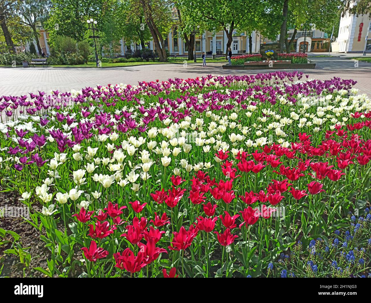 lilac red and white tulips on flower bed in city. Springtime garden ...