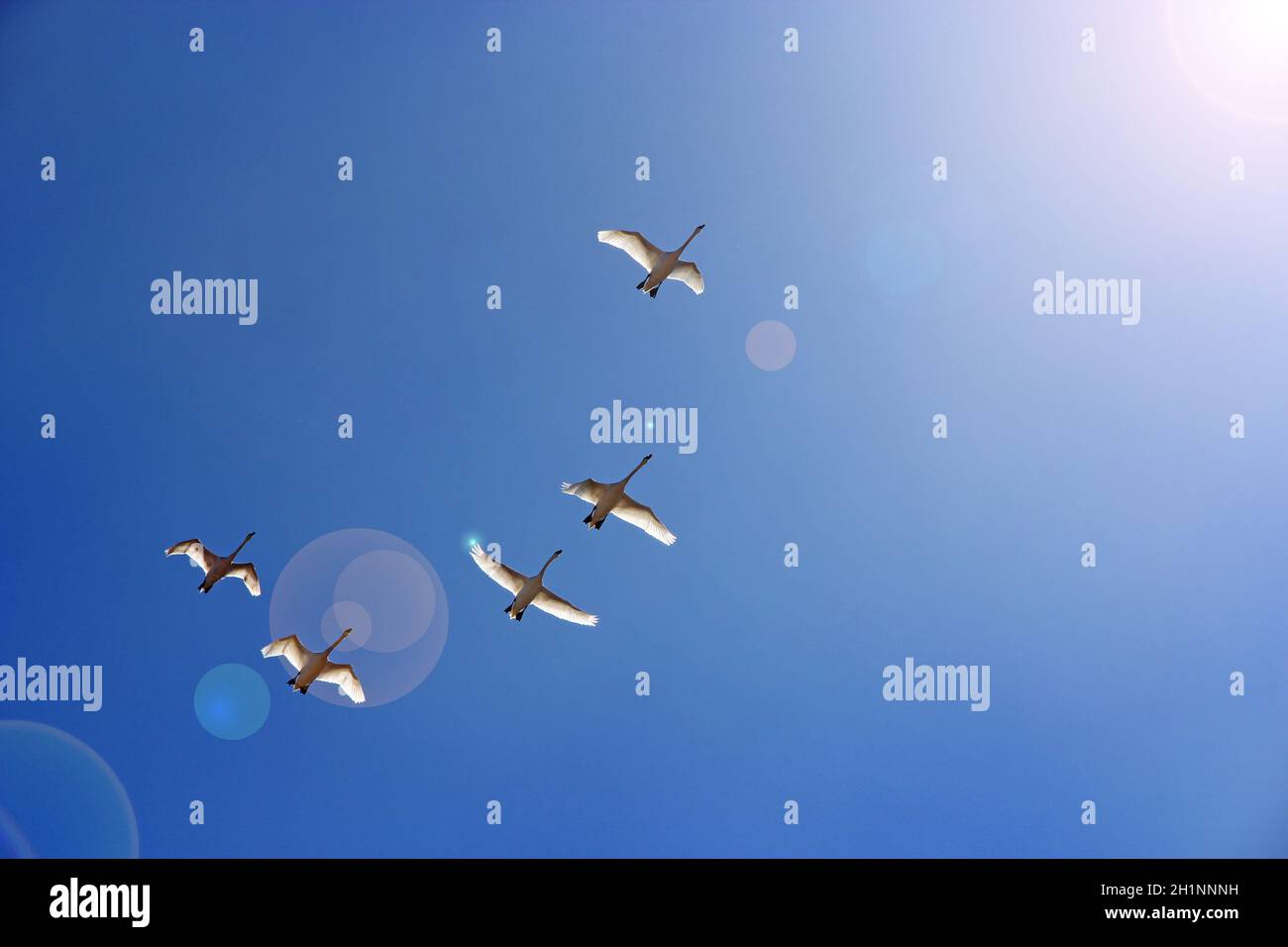 Flock of swans flying through blue sky. Swan flock flying in blue sky