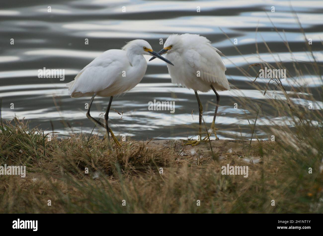 2 egrets standing in lake with beaks crossing communicating closeness, compassion of these exotic beauties of fowl wildlife, Expressive & inspiring. Stock Photo