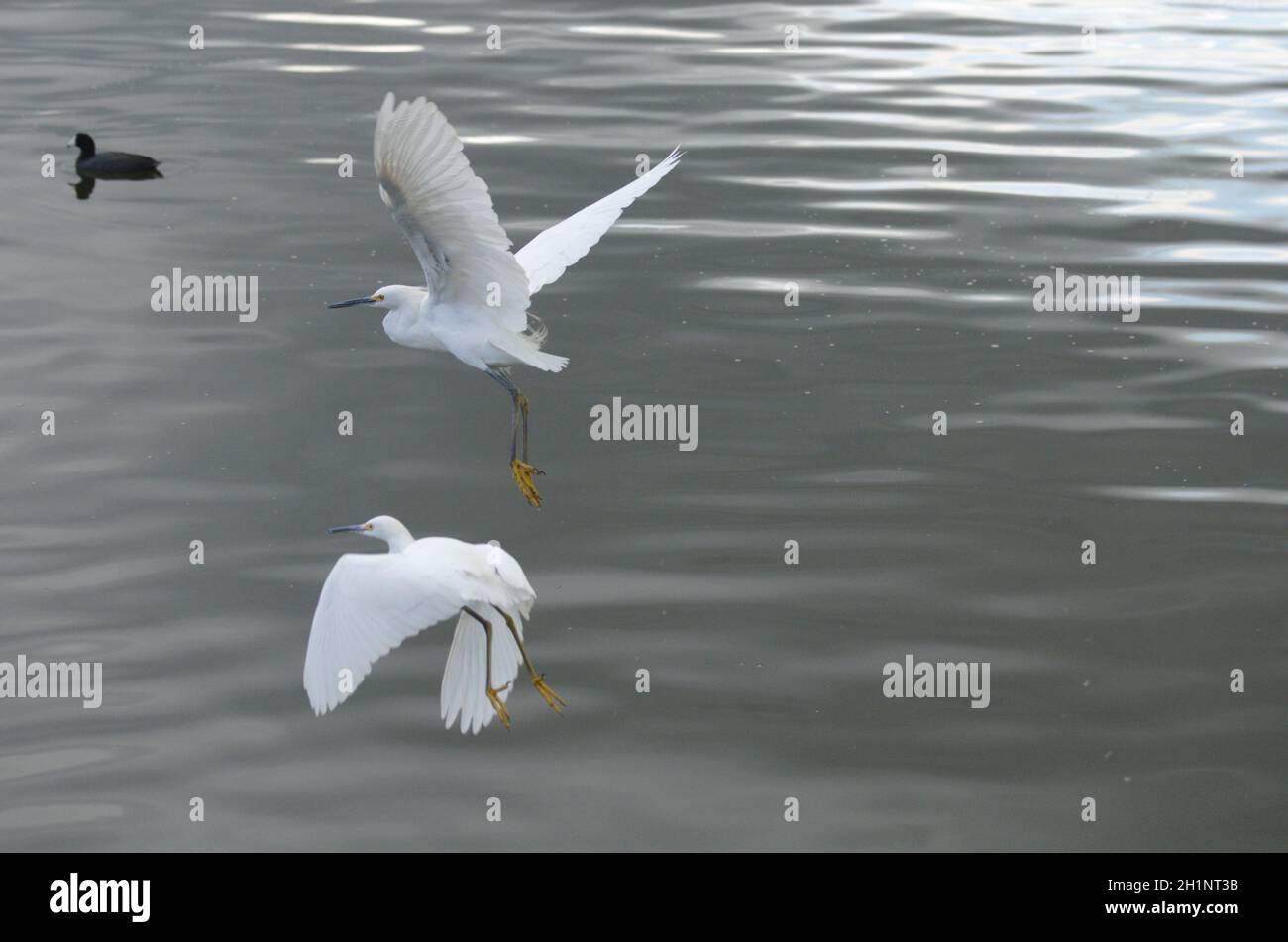 2 egrets gracefully take off in flight,  communicating closeness, compassion of these exotic beauties of fowl wildlife, Expressive & inspiring. Stock Photo