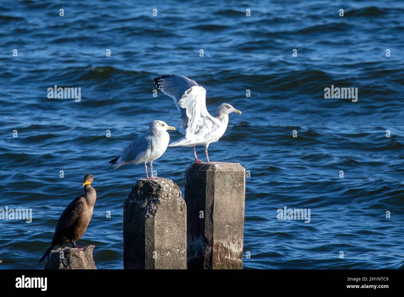 Seagull resting on a breakwater in Lake Michigan Stock Photo