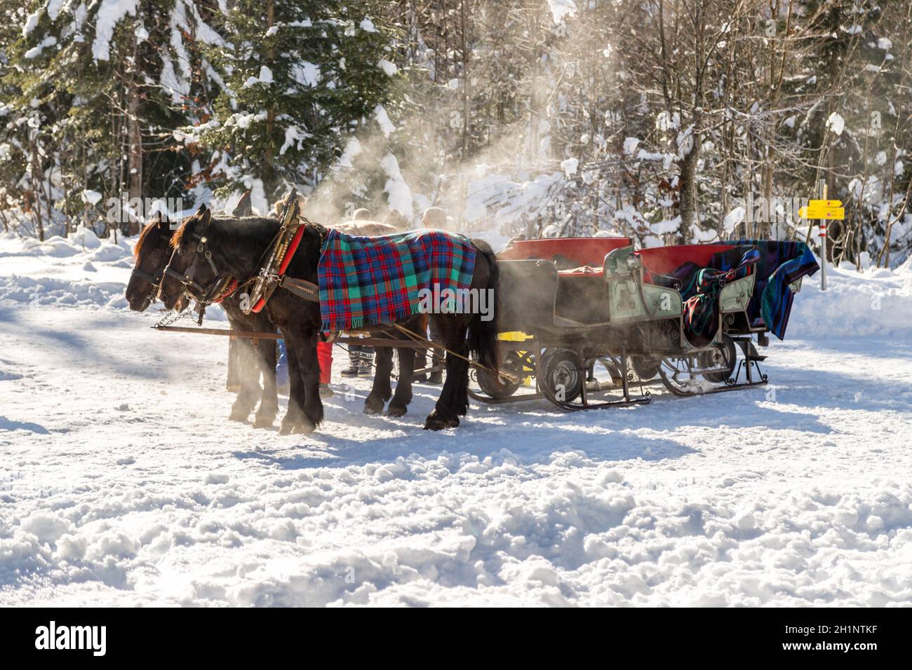 Close up horse drawn carriage hi-res stock photography and images - Alamy