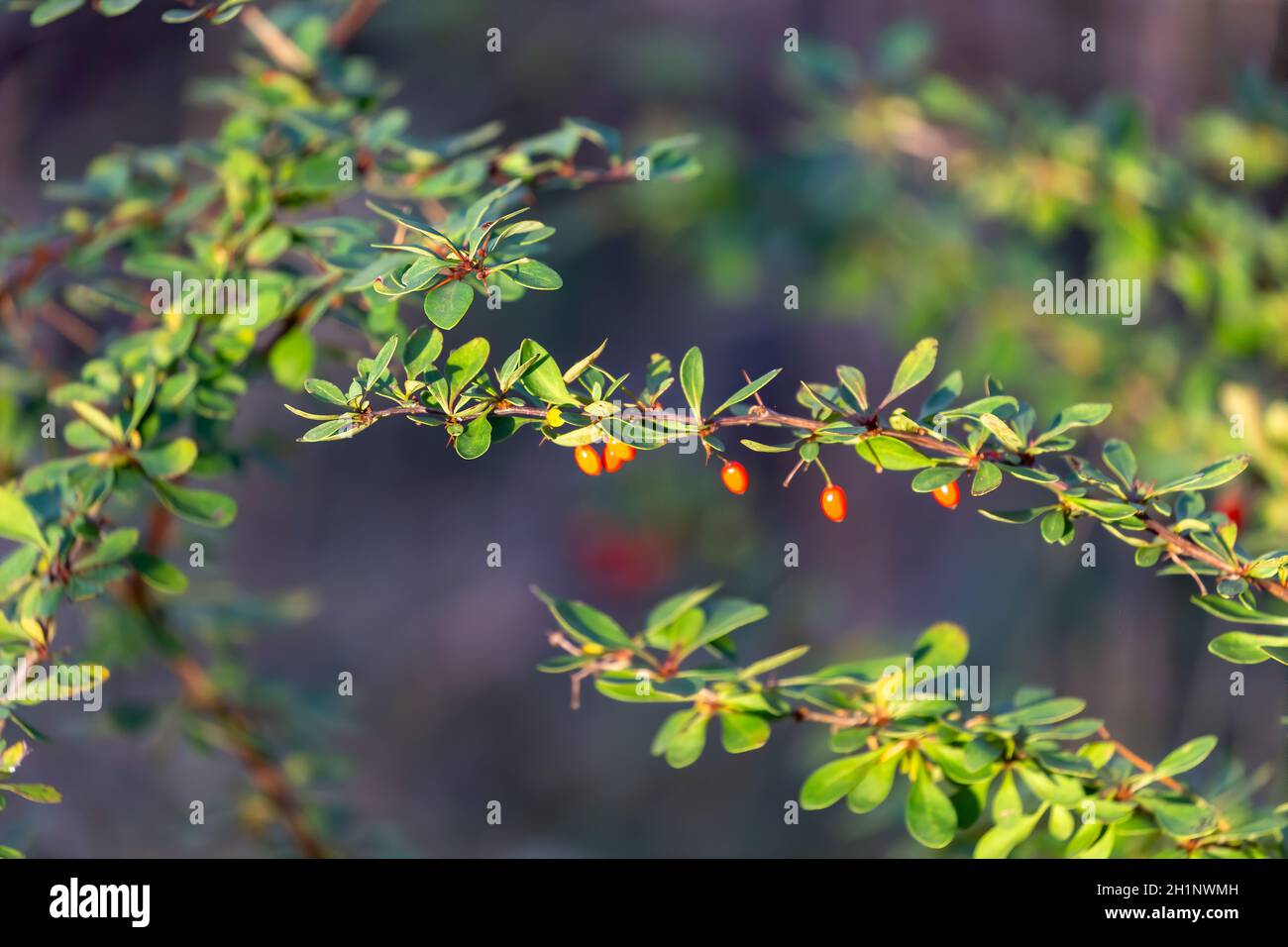 Japanese barberry (Berberis thunbergii) is an invasive, non-native woody plant   in the United States Stock Photo