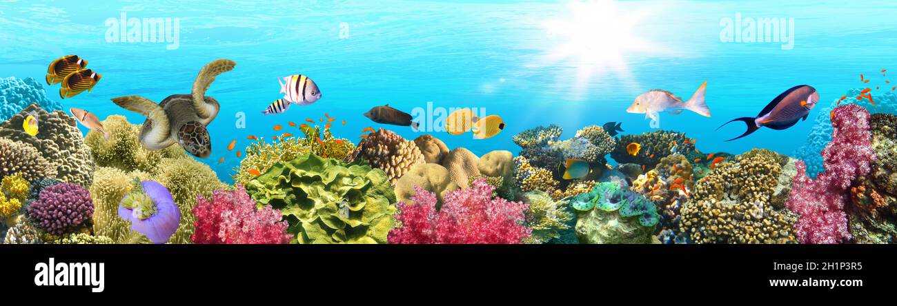 underwater paradise background - coral reef wildlife nature ...