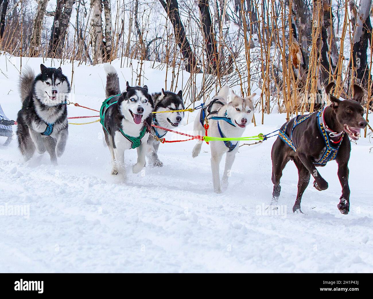 The sled dog race on snow in winter Stock Photo