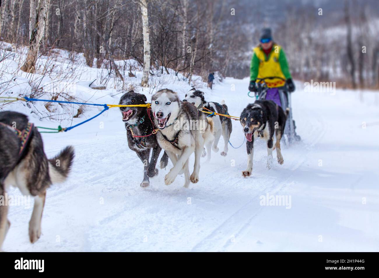 Woman musher hiding behind sleigh at sled dog race on snow in winter Stock Photo