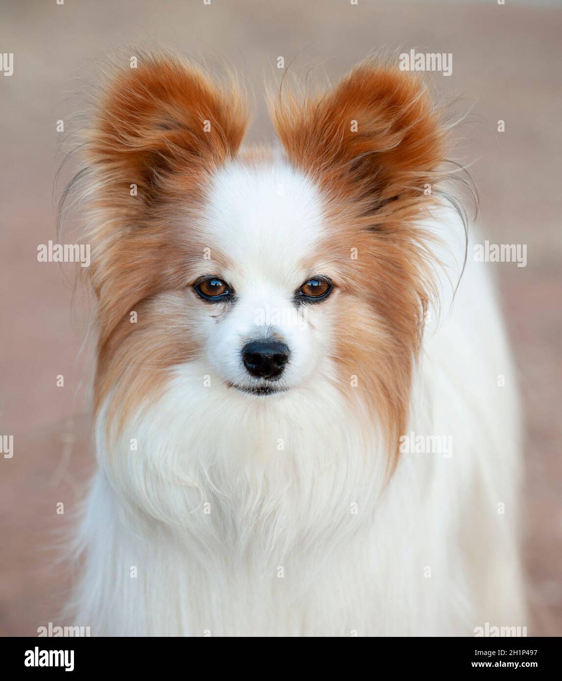 Papillon spaniel cheap