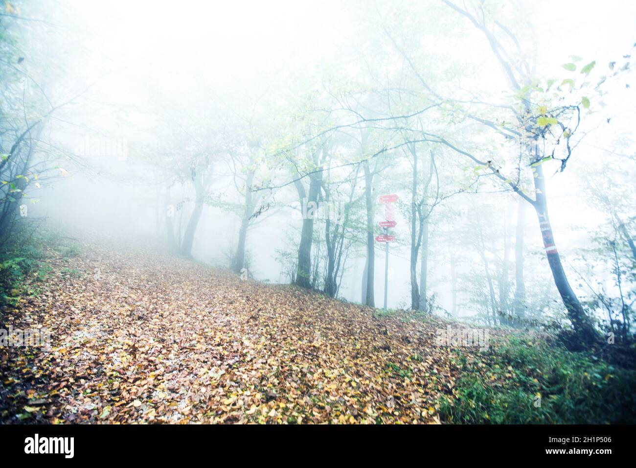 Foggy nature forest landscape. Hiking trail through autumn forest Stock ...