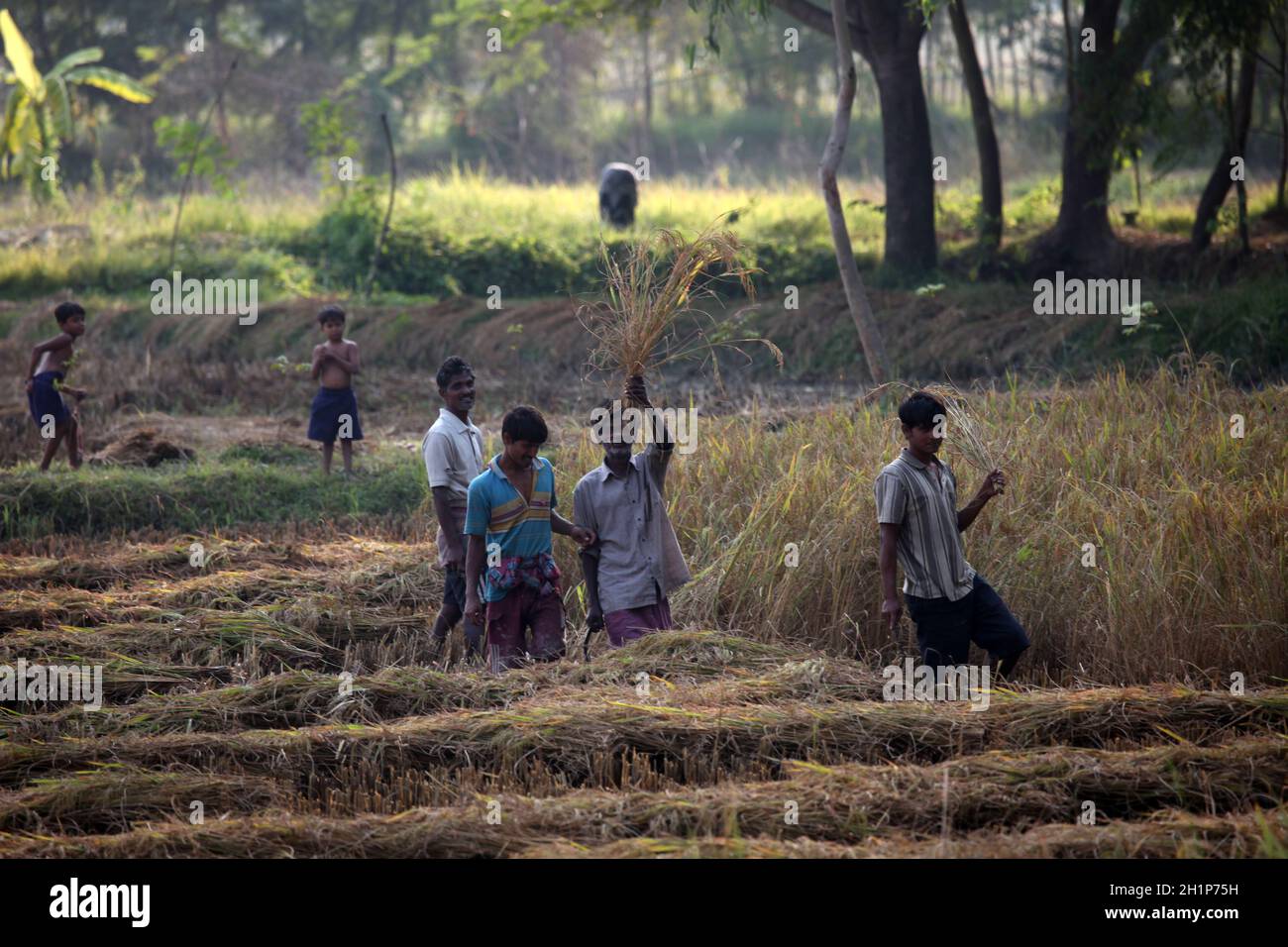 Farmer havesting rice on rice field in Baidyapur, West Bengal, India Stock Photo