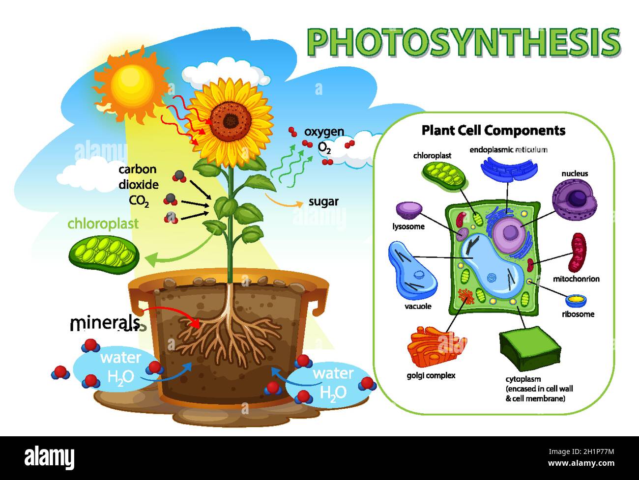 Diagram showing process of photosynthesis in plant illustration Stock
