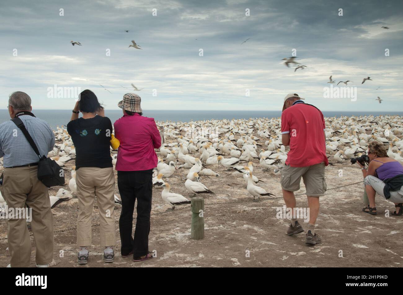 Tourists watching Australasian gannets Morus serrator. Plateau Colony. Cape Kidnappers Gannet Reserve. North Island. New Zealand. Stock Photo