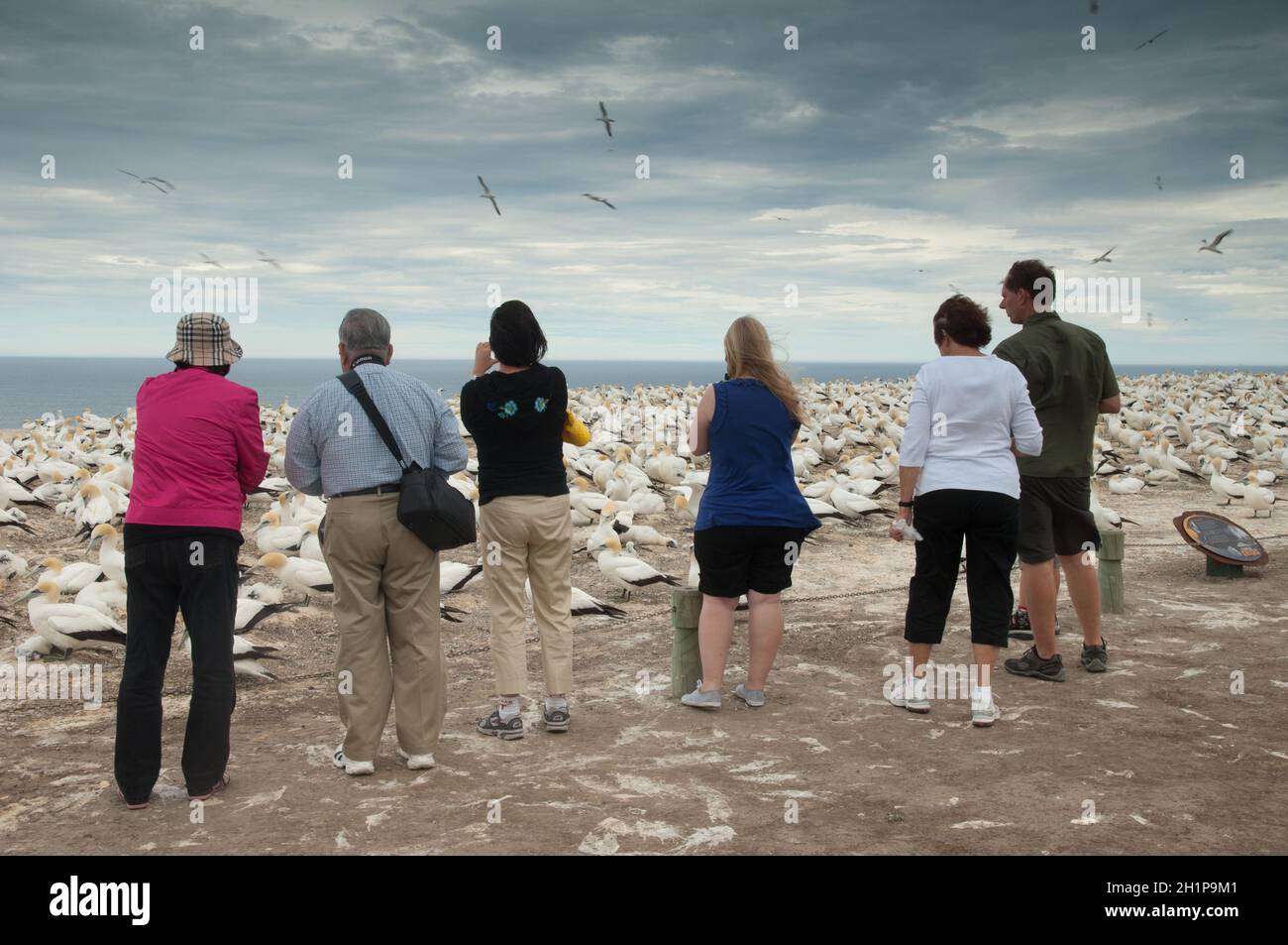 Tourists watching Australasian gannets Morus serrator. Plateau Colony. Cape Kidnappers Gannet Reserve. North Island. New Zealand. Stock Photo