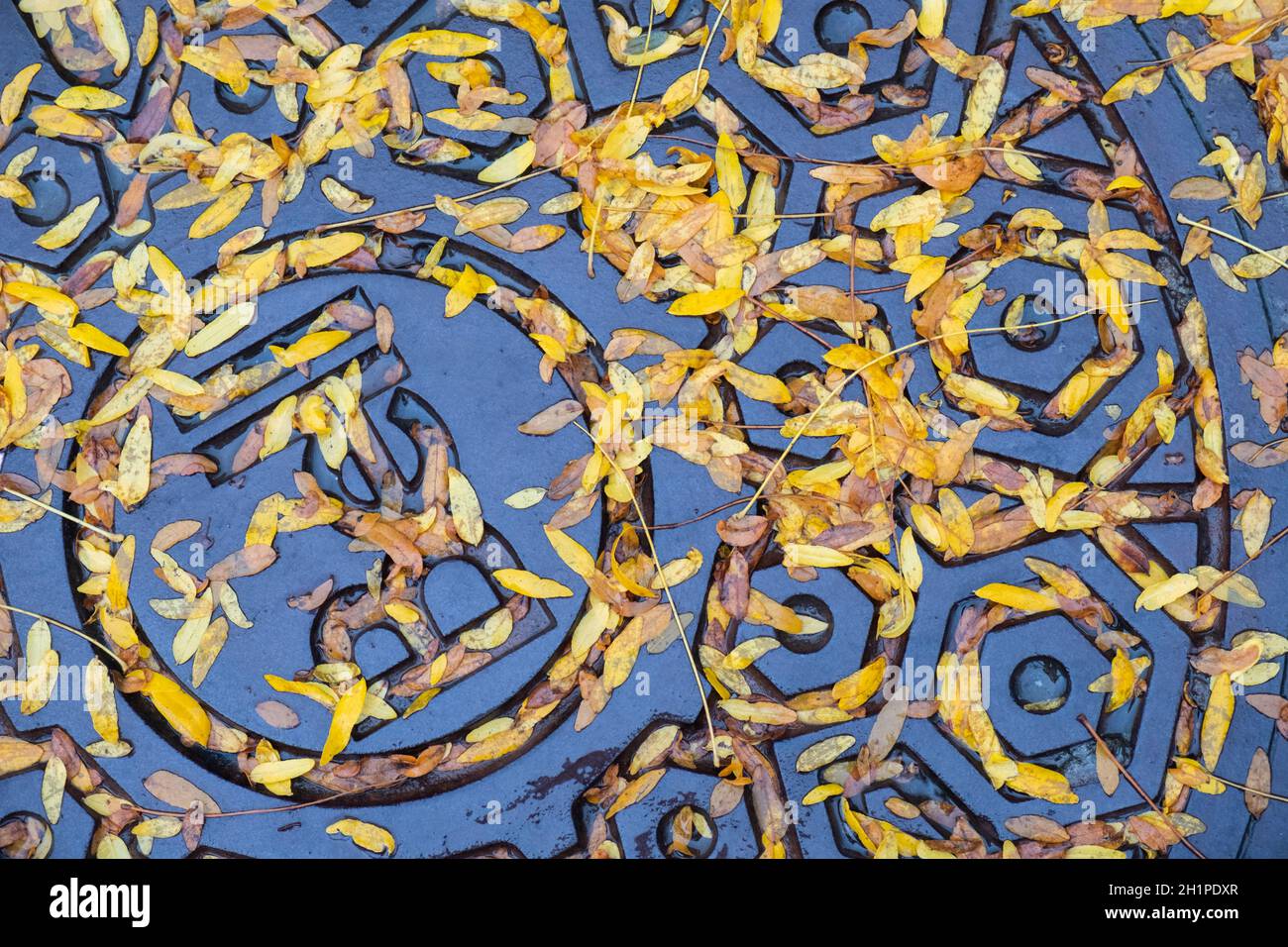 Maple seeds lie on a rain-wet Bell Canada manhole cover in Montreal, Quebec, Canada. Stock Photo