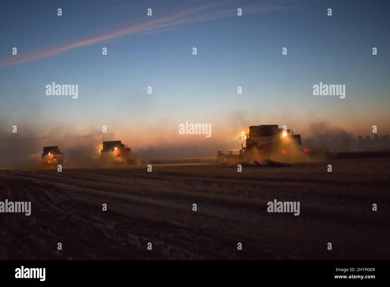 farm is harvesting at night. Several harvesters harvest wheat on a