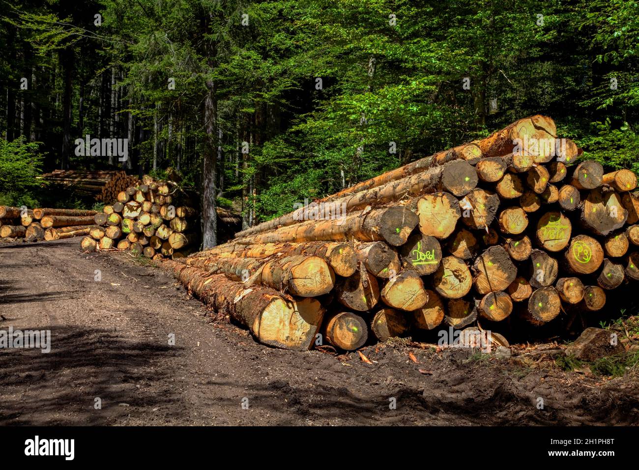 Wooden pile, spruce trunks, collection point for long timber, Black Forest, Baden-Württemberg, Germany Stock Photo