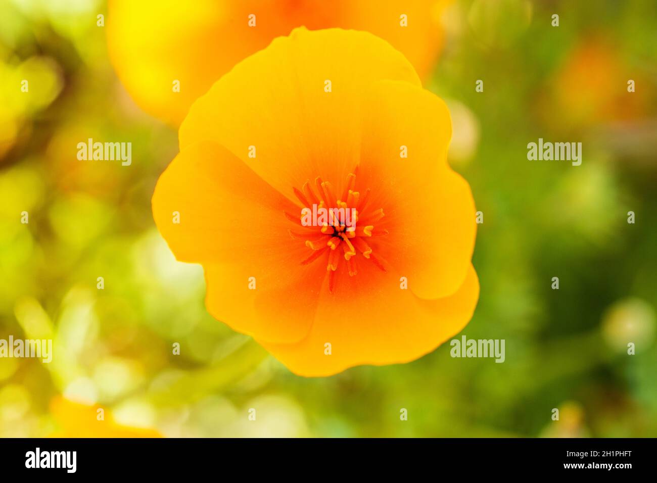 Yellow Orange California Poppy Closeup Detail. Macro of yellow orange California poppy from above backlit with bright blurred background. Stock Photo