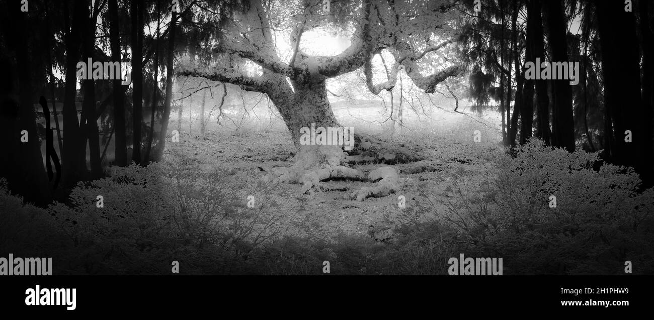 Entering the woods Black and White Stock Photos & Images - Alamy