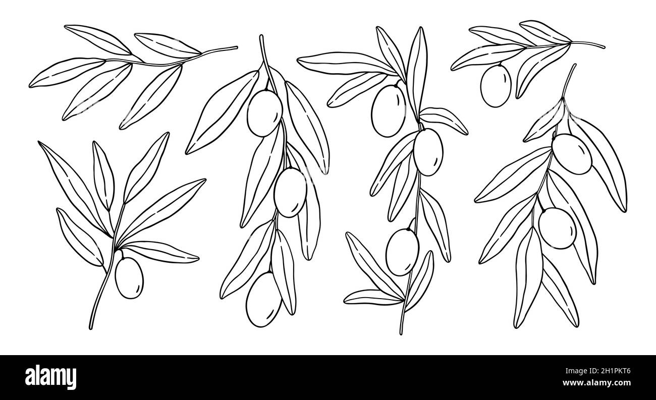 Set with olive branches and leaves isolated on white background. Vector  hand-drawn illustration in outline style. Perfect for cards, logo,  decorations, menu, cosmetic design Stock Vector Image & Art - Alamy