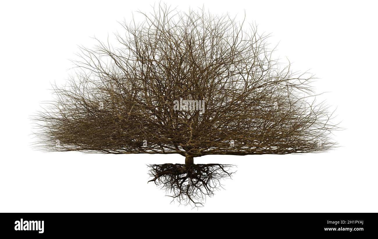 tree with roots, big leafless tree isolated on white background Stock Photo