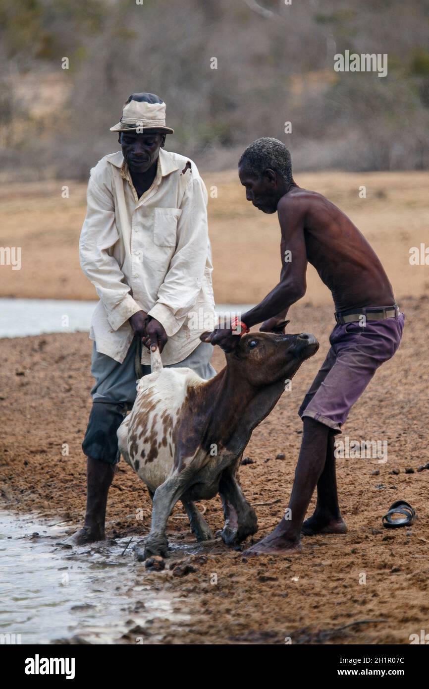 men-help-a-cow-to-get-up-after-drinking-water-from-ngite-water-pan-the