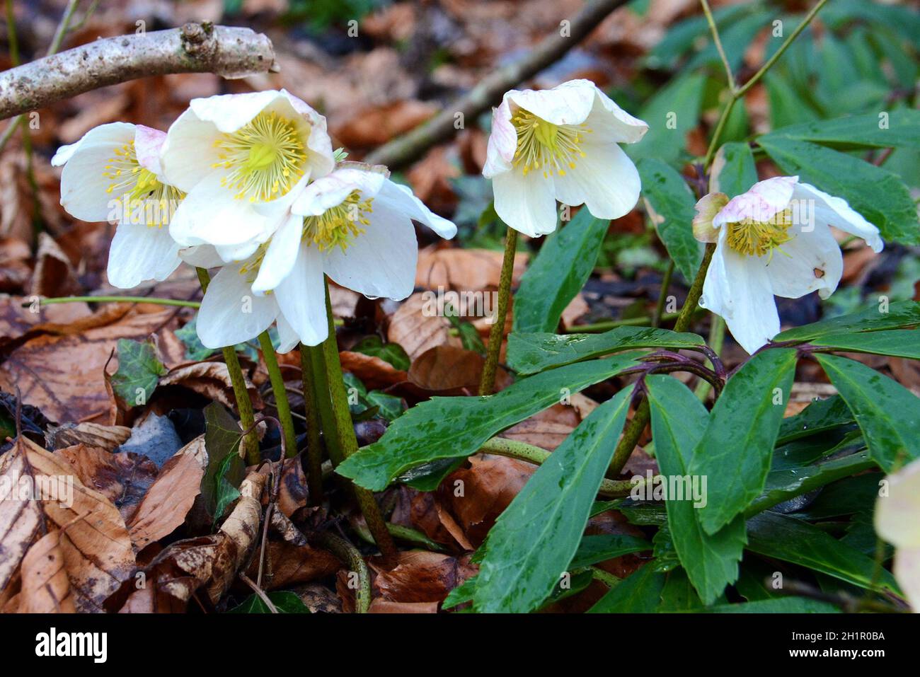Die Schneerose oder Christrose blüht im Frühjahr im Salzkammergut (Oberösterreich, Österreich) - Snow rose or Christmas rose blooms in spring in the S Stock Photo