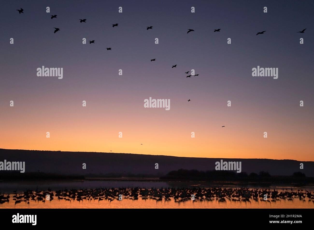 Great White Pelicans & Common Cranes flying at dawn in sky over Hula Valley wetlands, a major flyway for bird migration between Europe, Asia & Africa Stock Photo