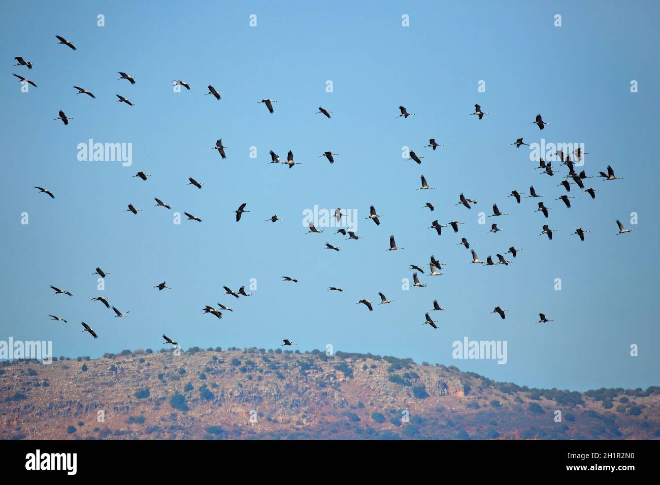 Flock of Common Cranes flying along the Jordan Rift Valley, a major flyway for bird migration between Europe, Asia & Africa Stock Photo
