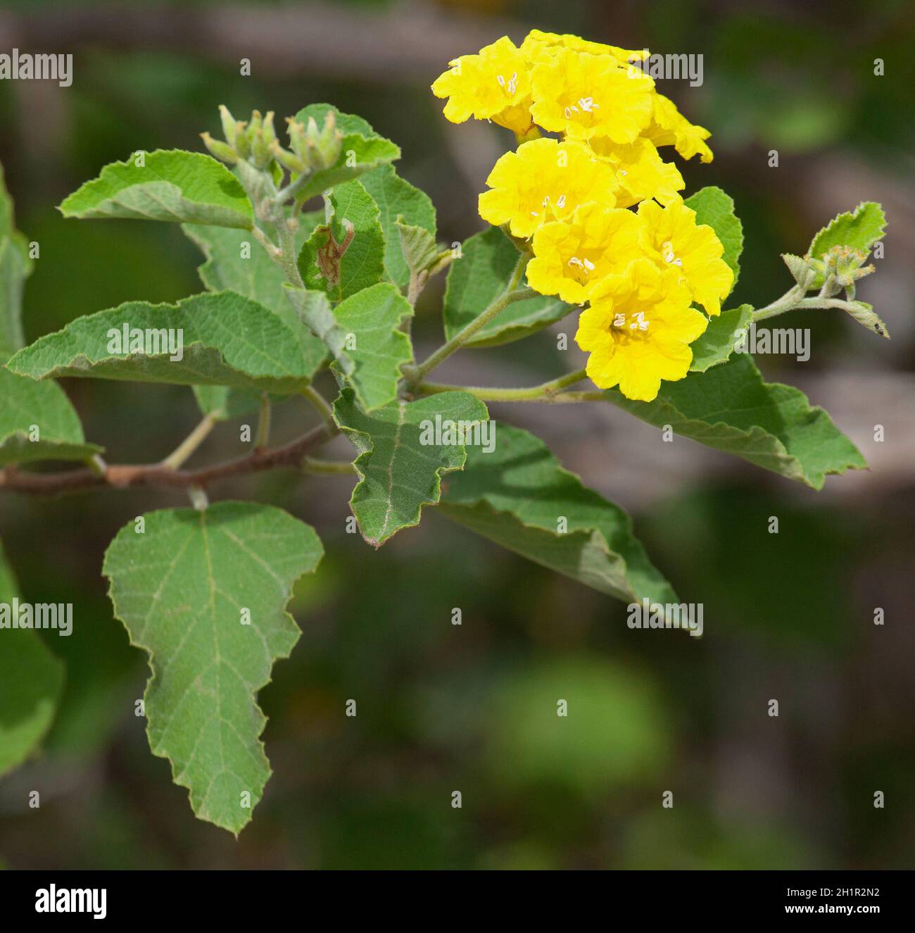 Yellow Cordia flowers and leaves on Floreana Island. Cordia lutea Stock Photo