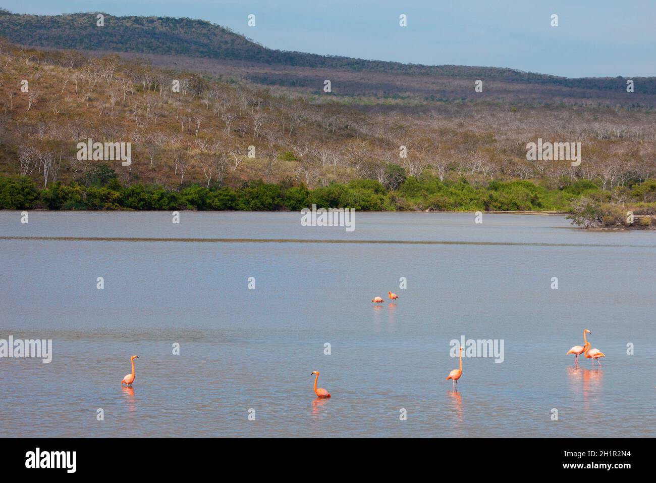 Flock of American flamingos in saltwater wetland, Laguna de Punta Cormorán, on Floreana Island in the Galapagos Islands Stock Photo
