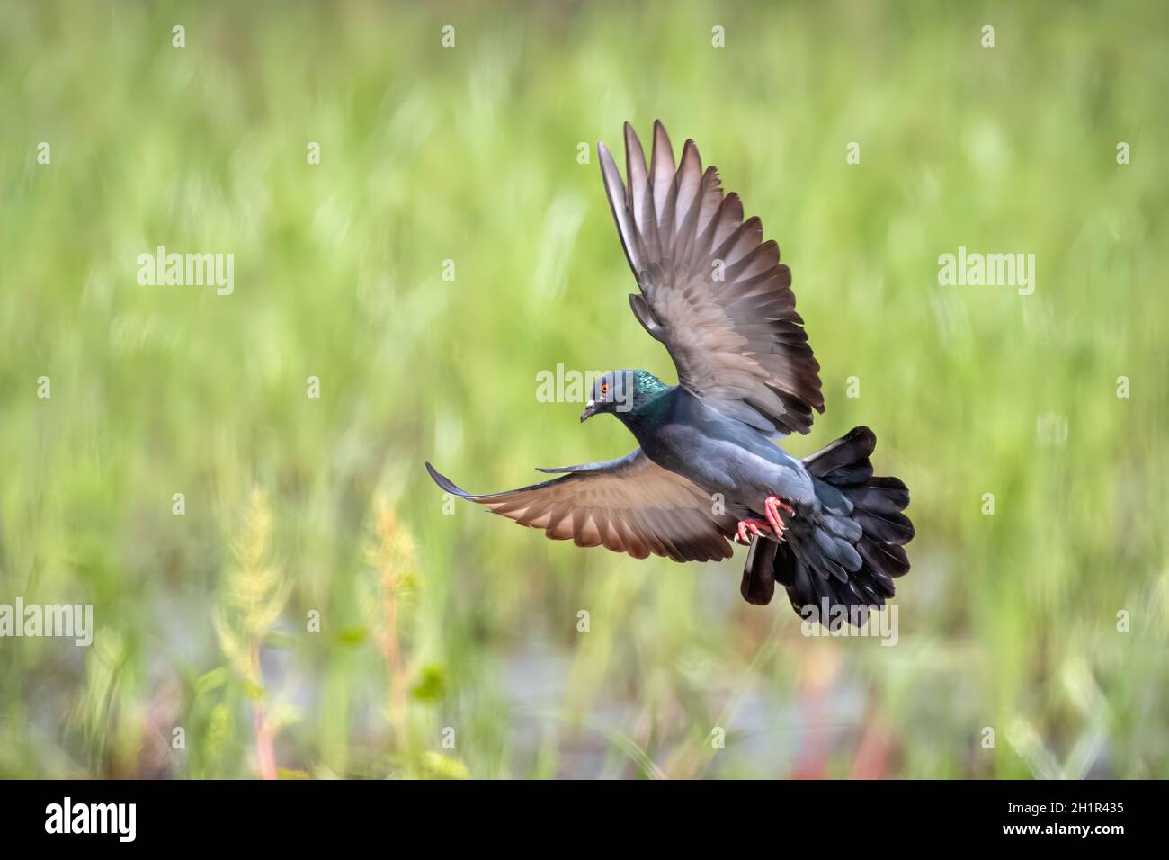 Image of pigeon flying on nature background. Bird, Animals. Stock Photo