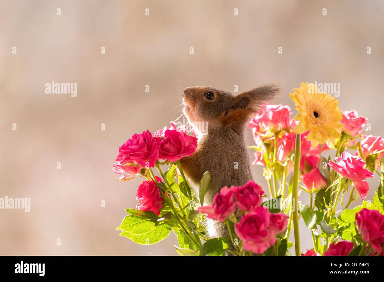 Looking at roses autumn hi-res stock photography and images - Alamy