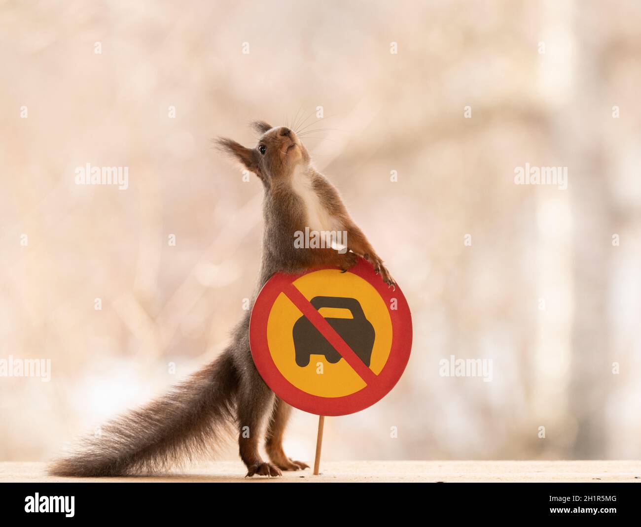 Red Squirrel standing with a No motor vehicles with more than two wheels Stock Photo