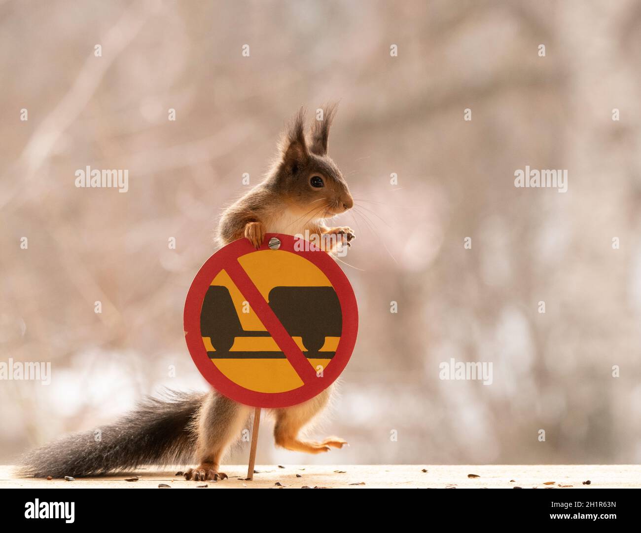 Red Squirrel standing with a No motor vehicles with a connected trailer sign Stock Photo