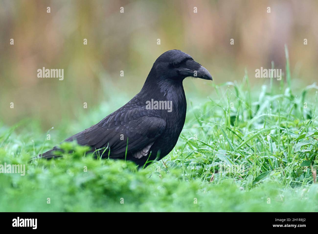 Raven in natural habitat hi-res stock photography and images - Alamy