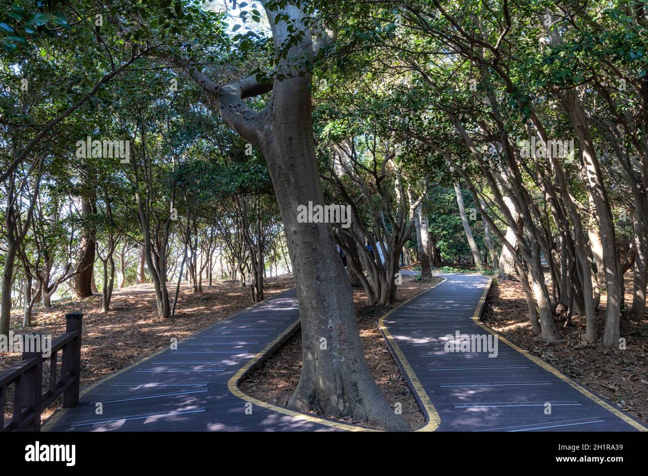 Odongdo island camellia trees forest. Taken in Yeosu, South Korea Stock Photo