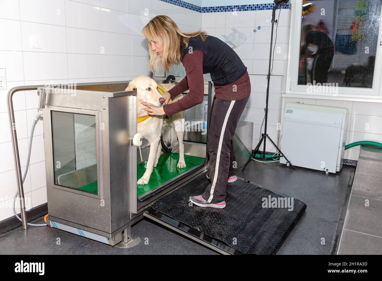 therapist guides dog into a water treadmill for treatment in physical