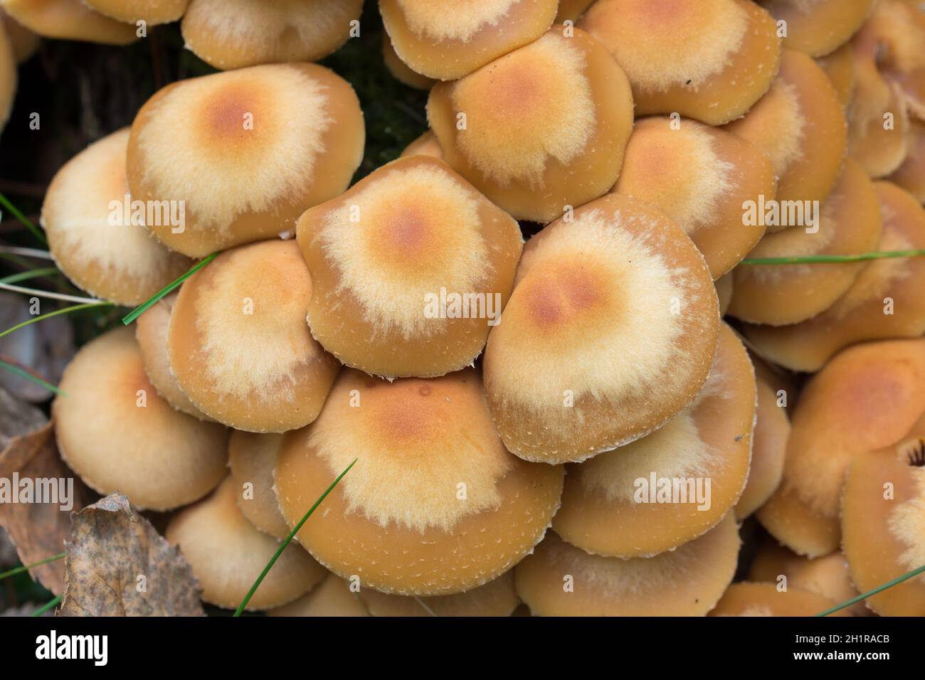 Kuehneromyces mutabilis, sheathed woodtuft mushroom  in forest, closeup selective focus Stock Photo
