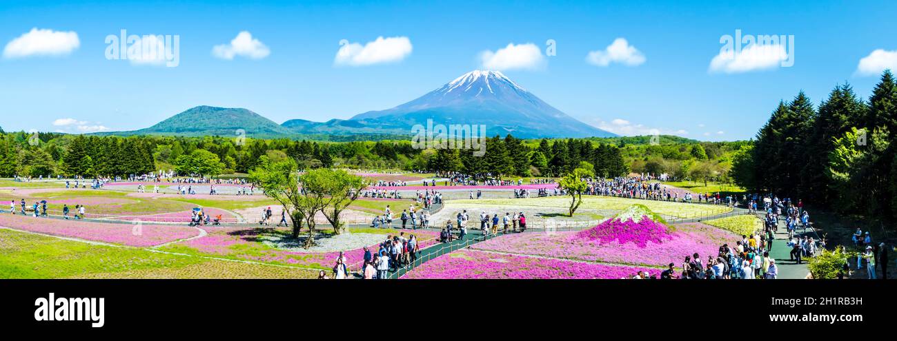Yamanashi, Japan - May 12, 2016 : The Fuji with the field of pink moss at Shibazakura festival, Yamanashi, Japan Stock Photo