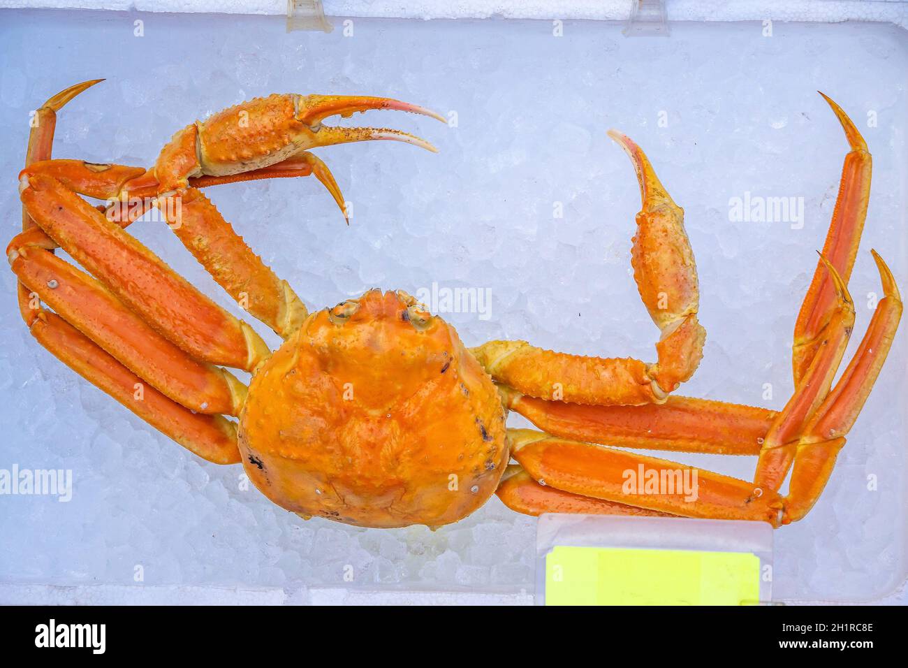 Red King Crab (Taraba crab) or Alaska King Crab at seafood market in Hakodate, Hokkaido Japan