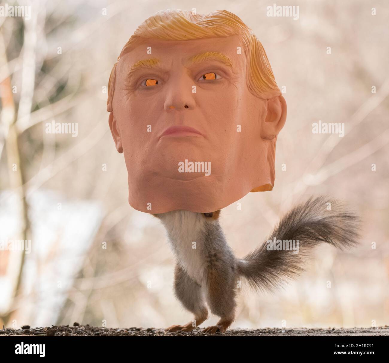 Red Squirrel stand inside a trump mask Stock Photo