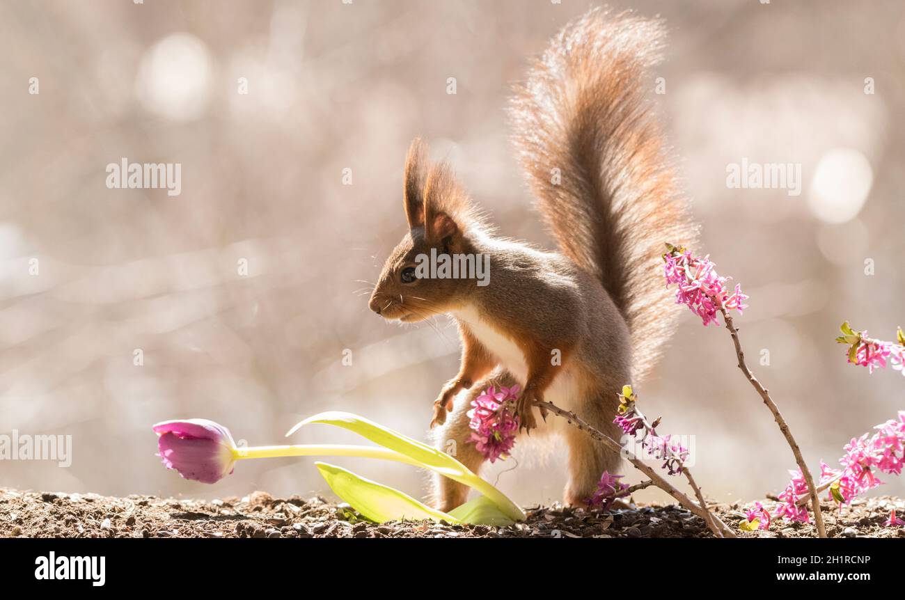 Red Squirrel standing with Daphne mezereum flower branches and a tulip Stock Photo