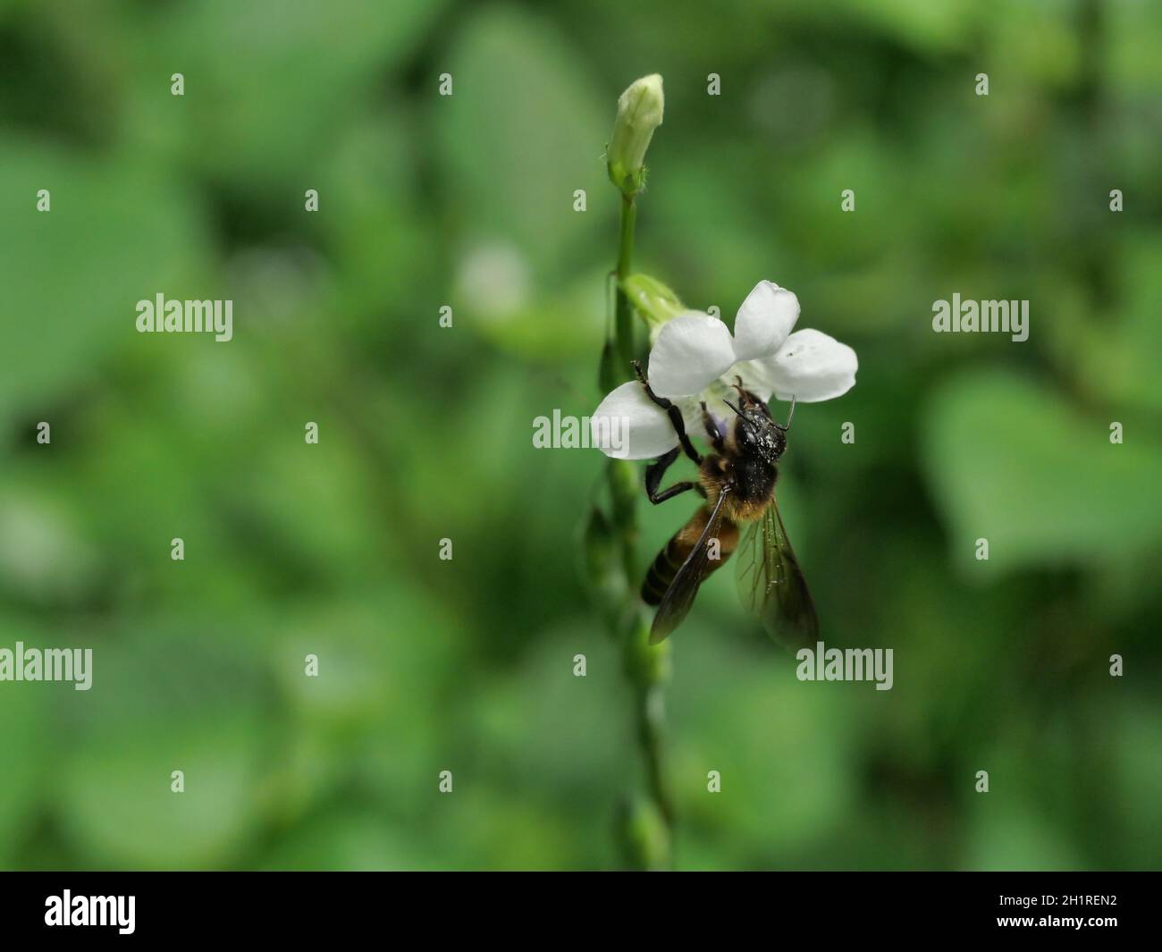 Giant honey bee seeking nectar on white Chinese violet or coromandel or creeping foxglove ( Asystasia gangetica ) blossom in field with natural green Stock Photo