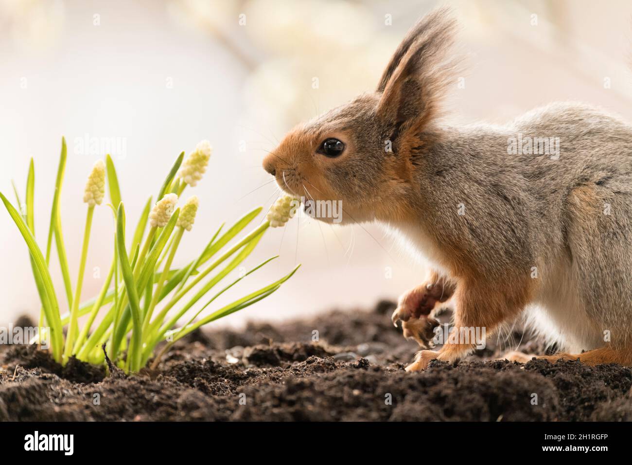Red Squirrel eating a white Muscari flower Stock Photo Alamy